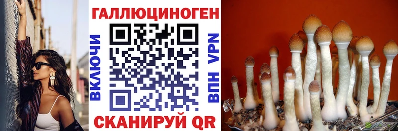 Псилоцибиновые грибы Psilocybe  Северо-Курильск 